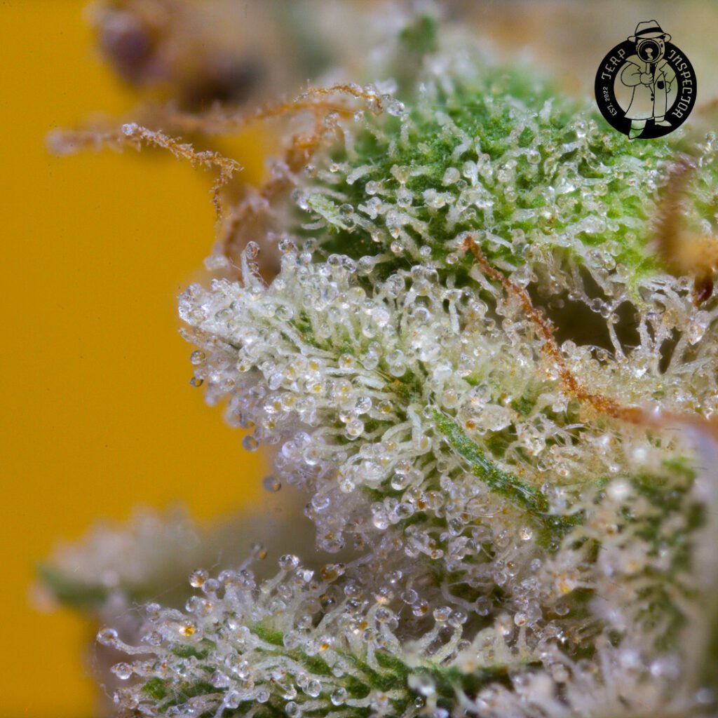 Cannabis Macro Photography