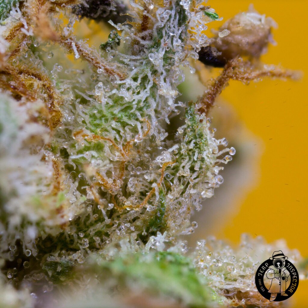 Cannabis Macro Photography