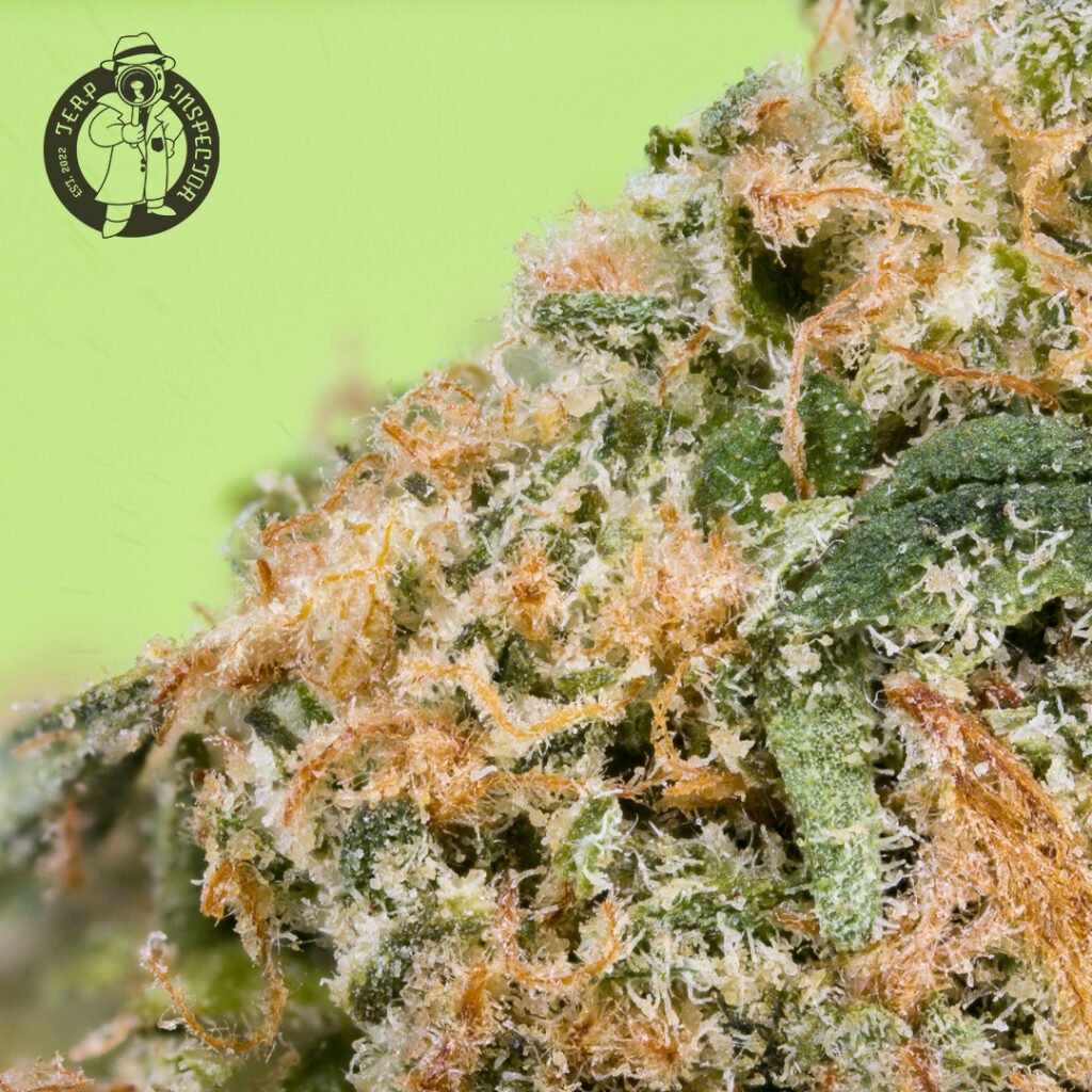 Cannabis Macro Photography Virginia
