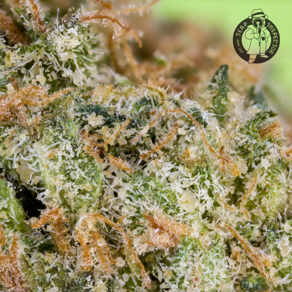 Cannabis Macro Photography Virginia
