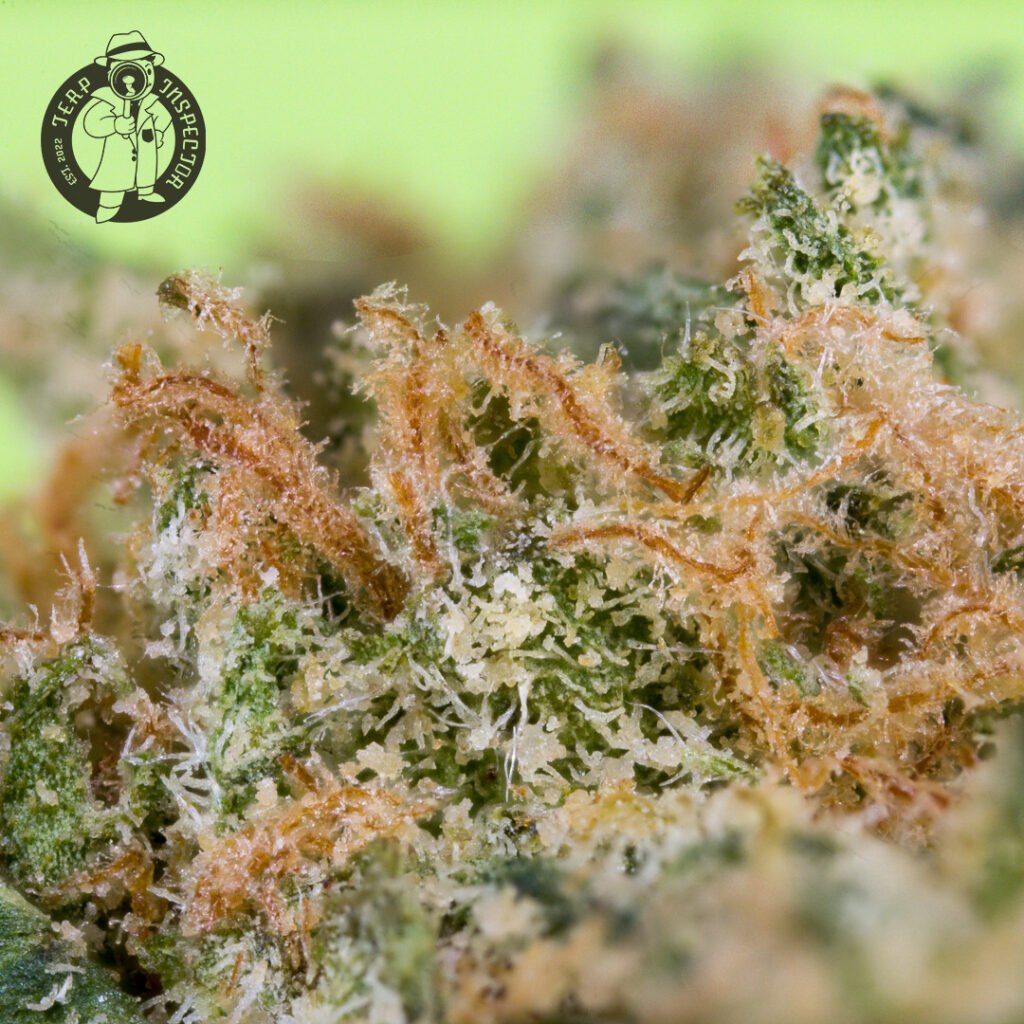 Cannabis Macro Photography Virginia