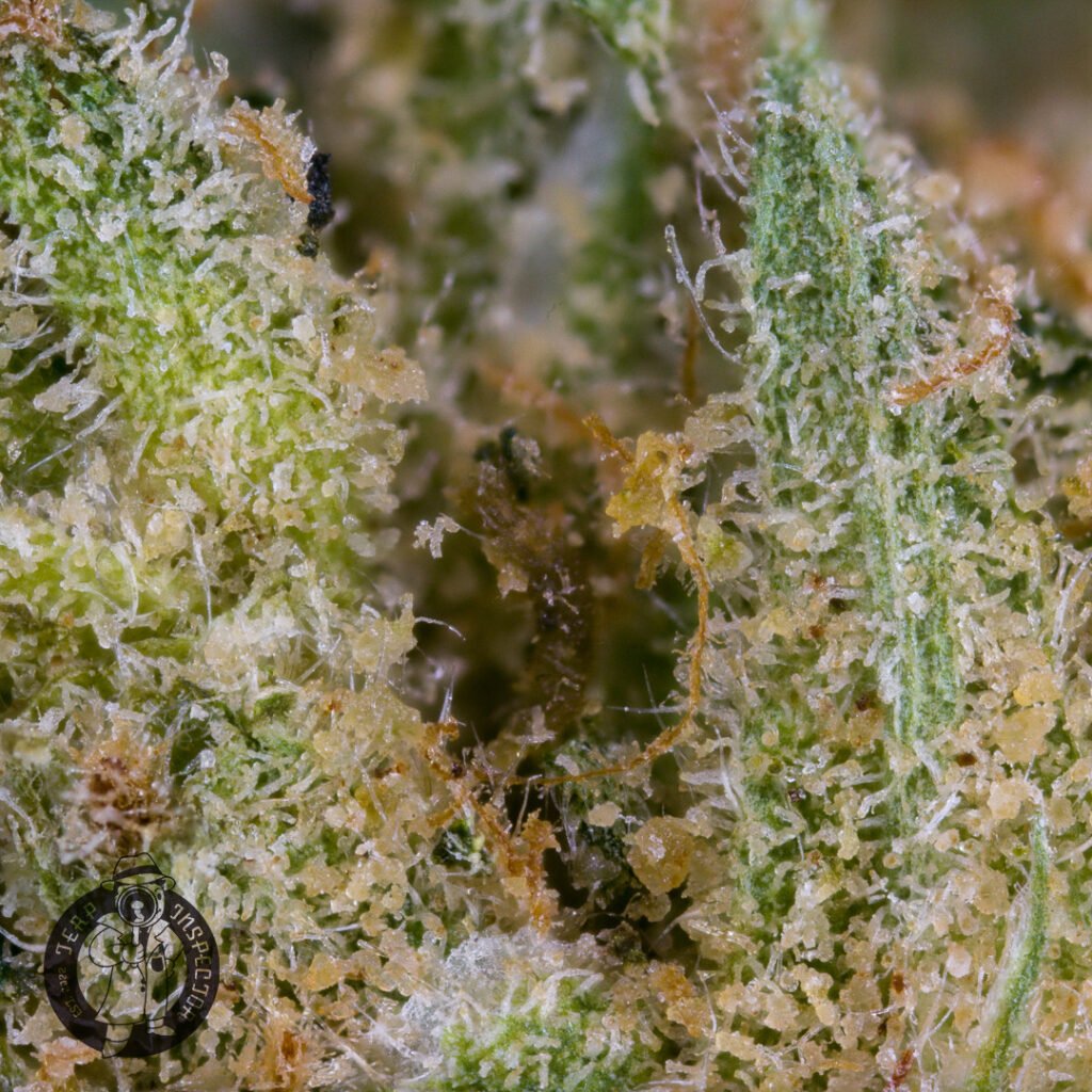Cannabis Macro Photography Virginia