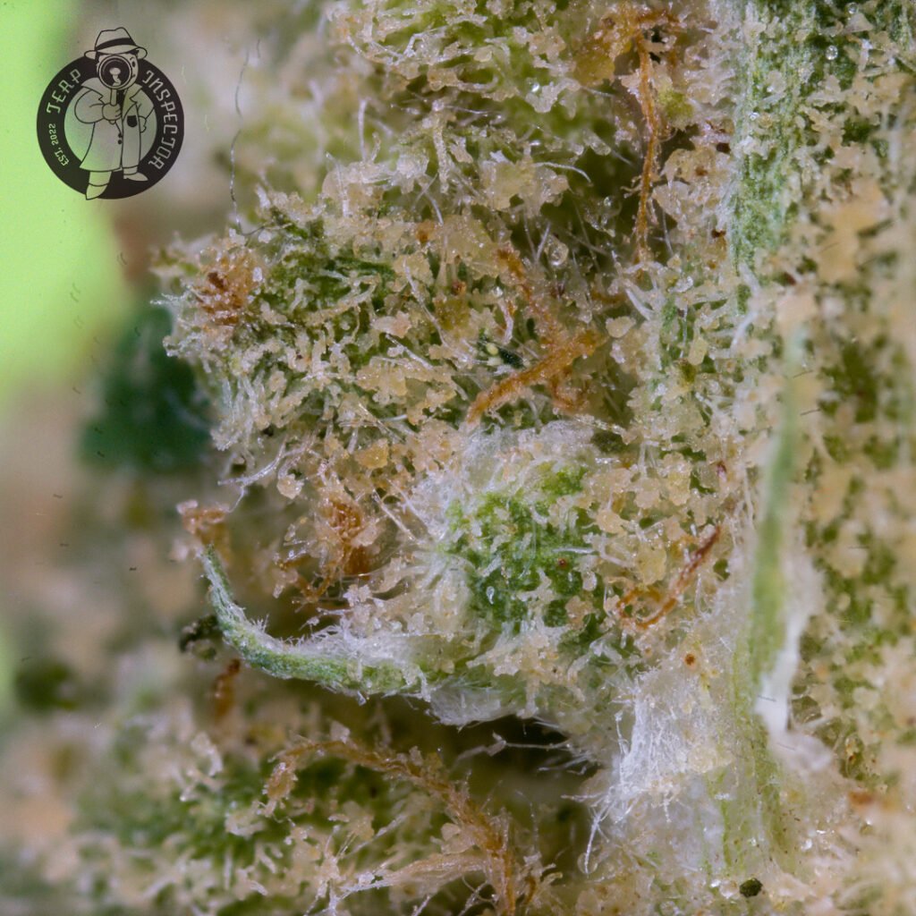 Cannabis Macro Photography Virginia
