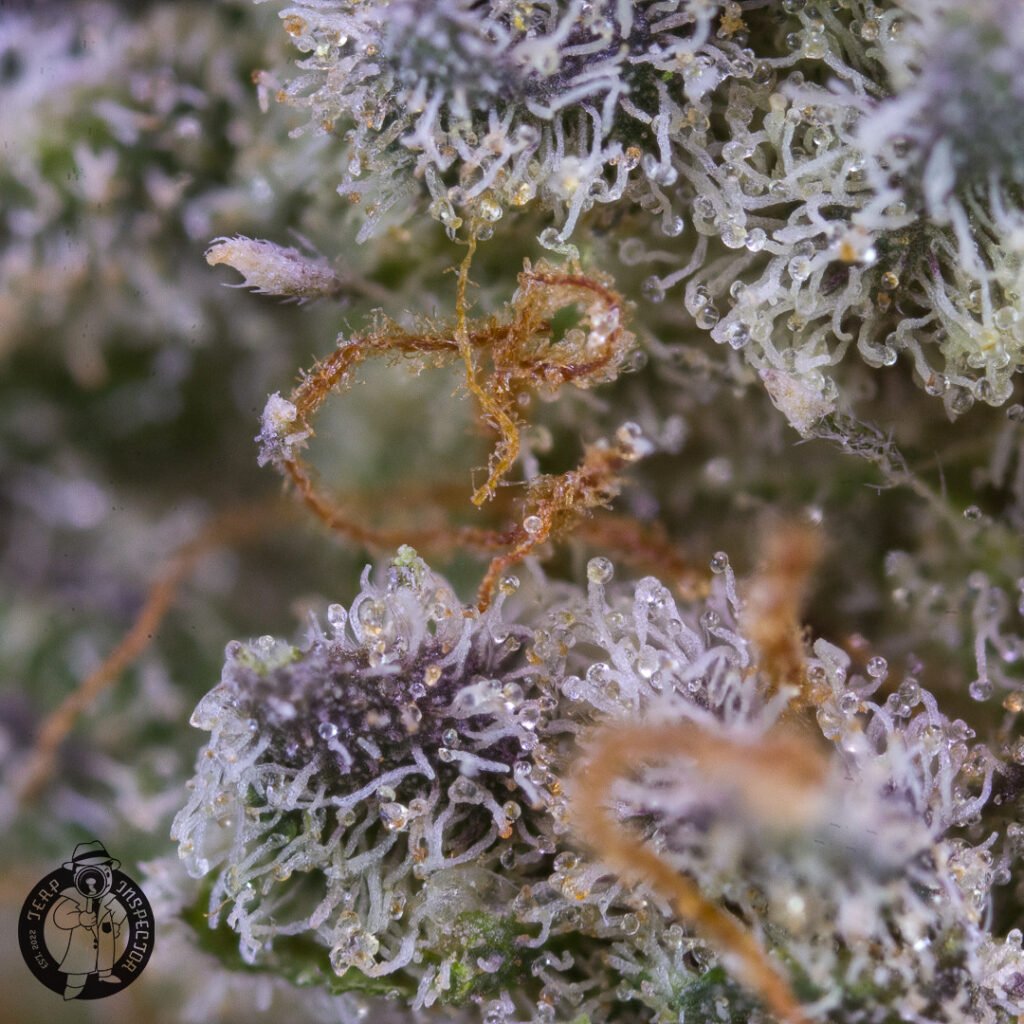 Cannabis Macro Photography