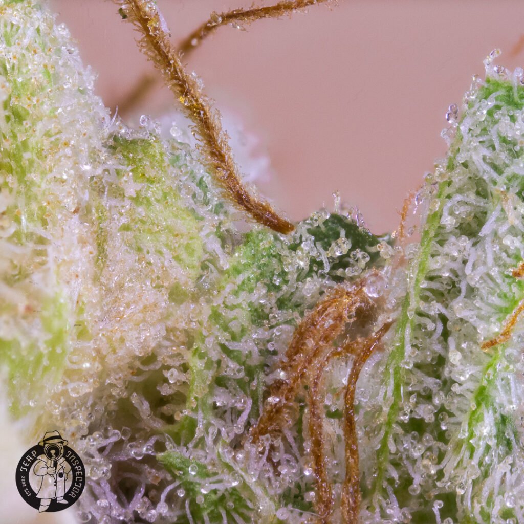 Cannabis Macro Photography
