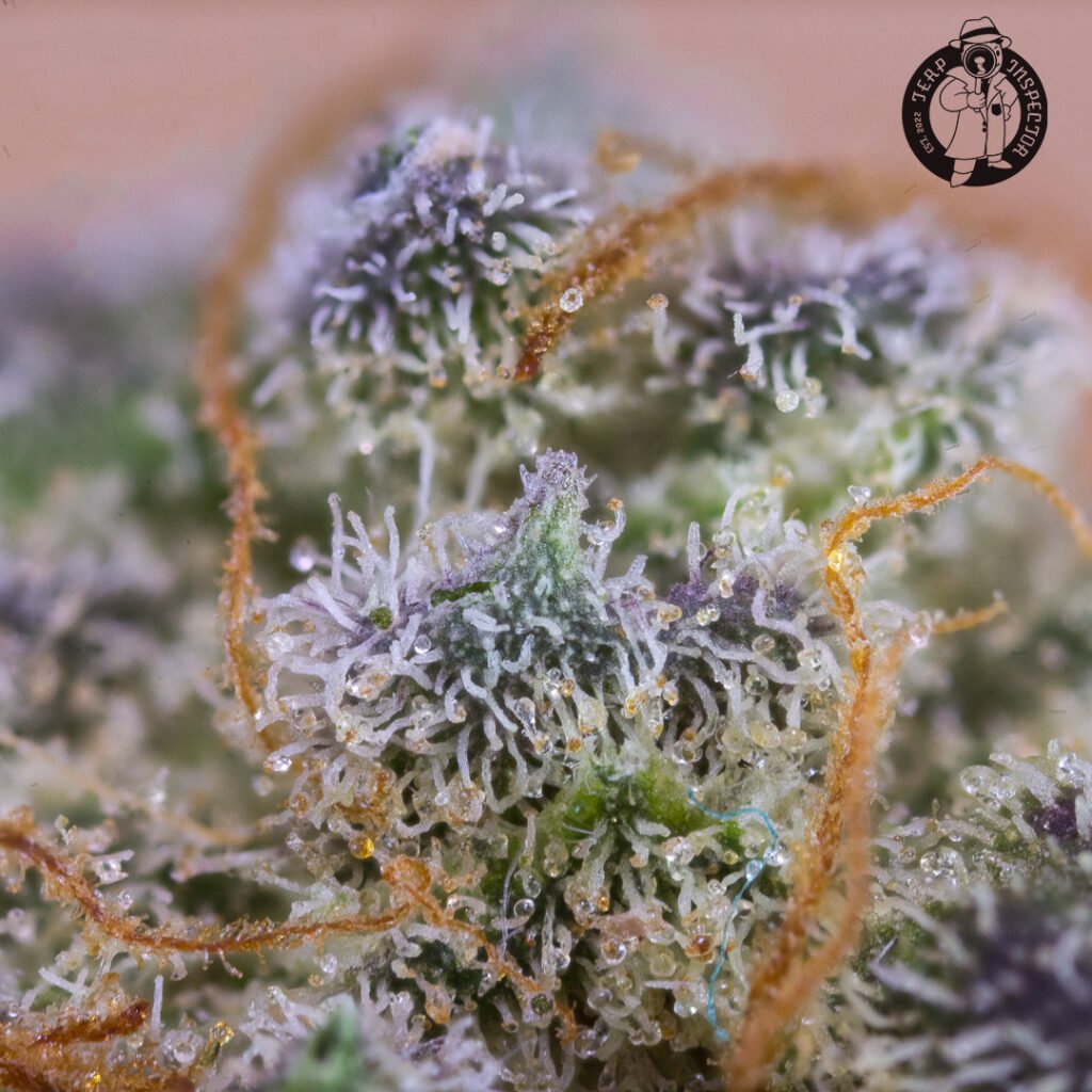 Cannabis Macro Photography