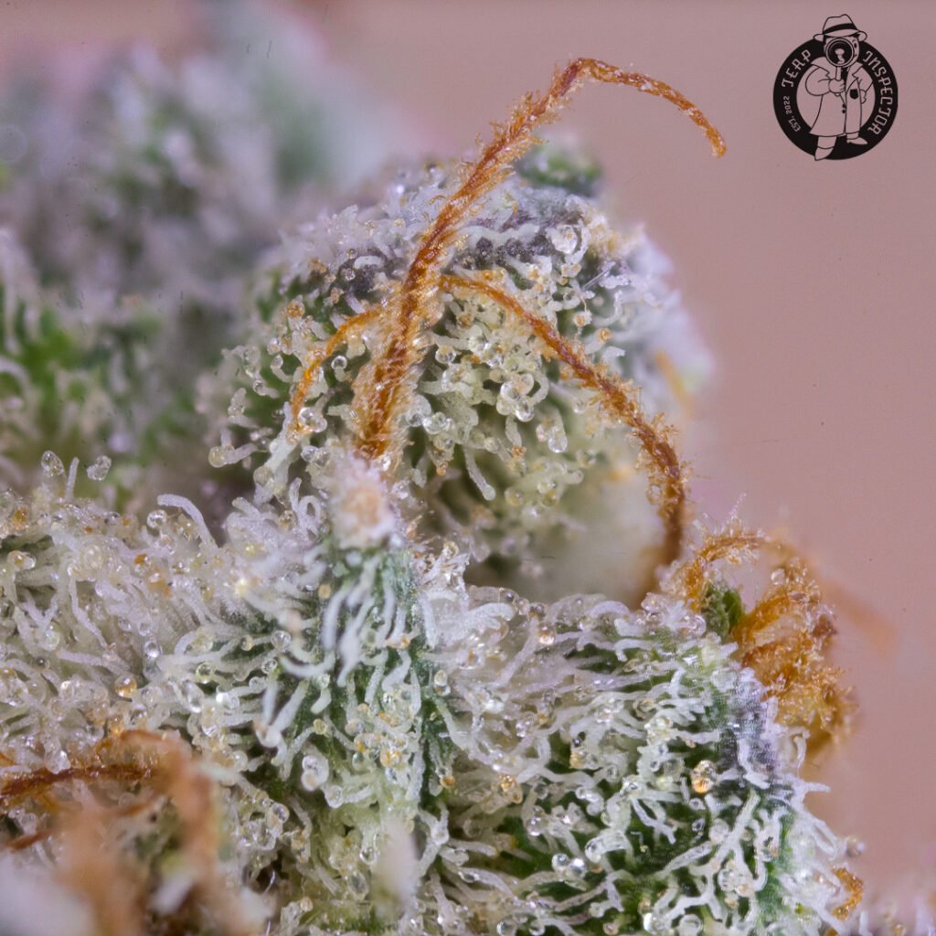 Cannabis Macro Photography