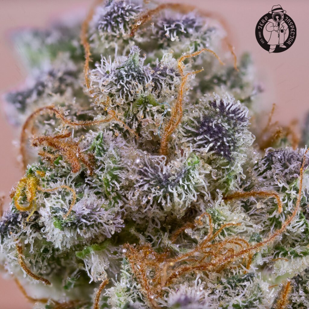 Cannabis Macro Photography