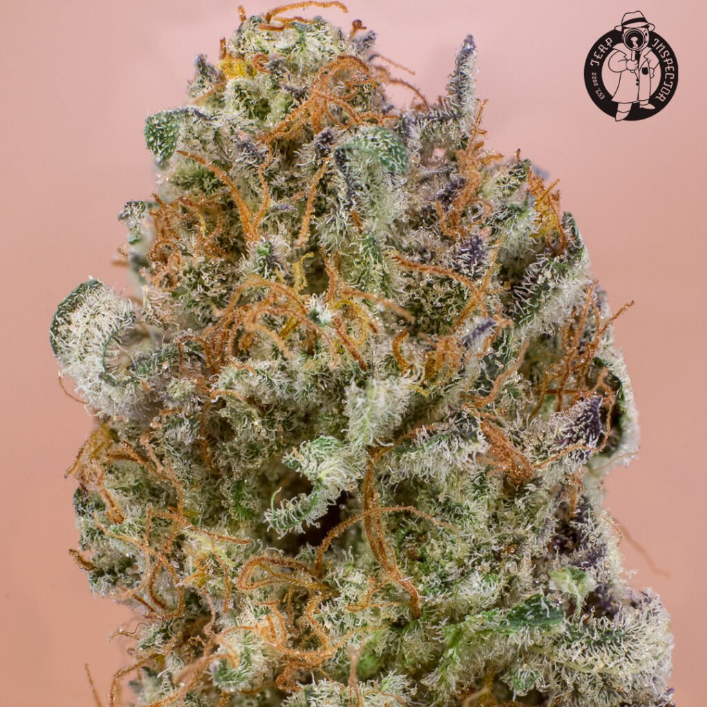 Cannabis Macro Photography