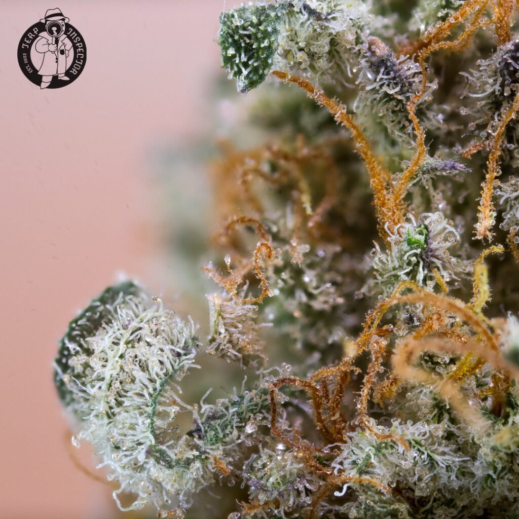 Cannabis Macro Photography