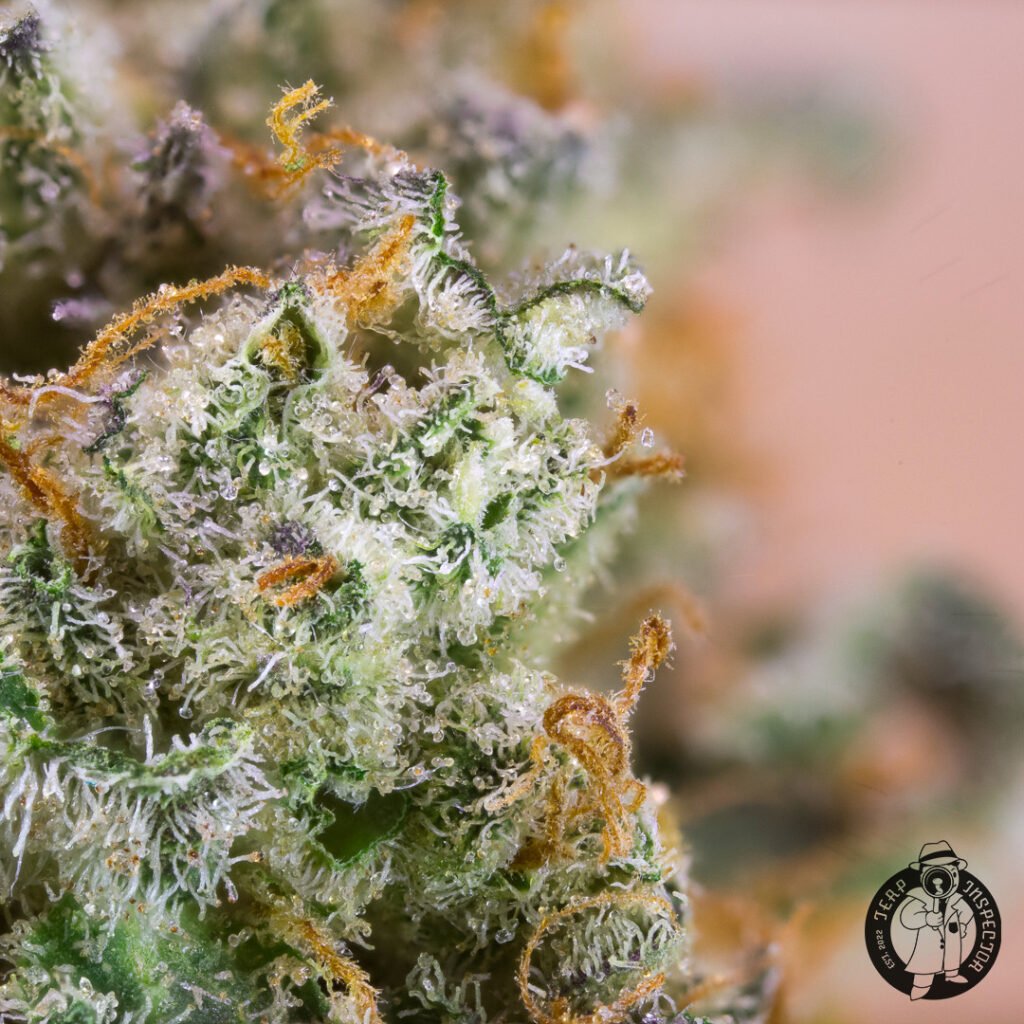 Cannabis Macro Photography