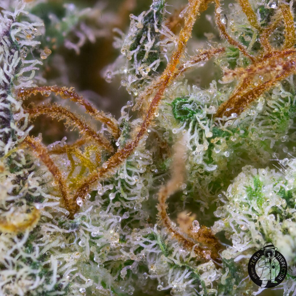 Cannabis Macro Photography