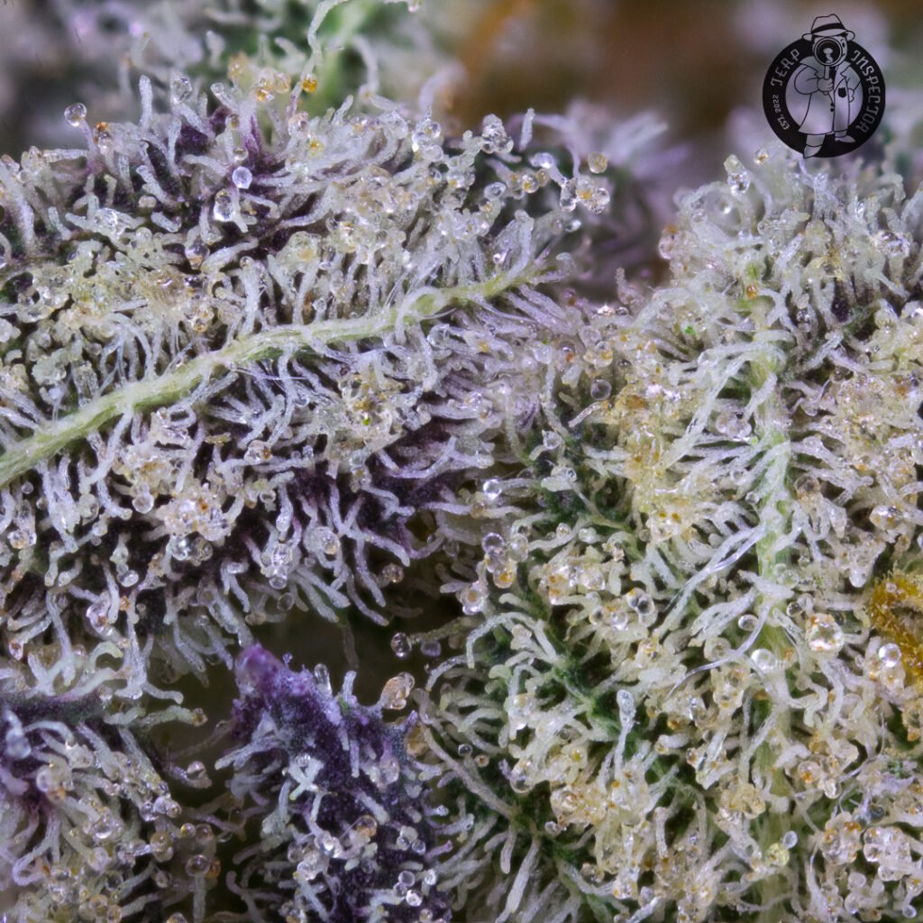 Cannabis Macro Photography