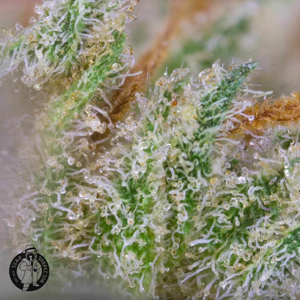 Cannabis Macro Photography