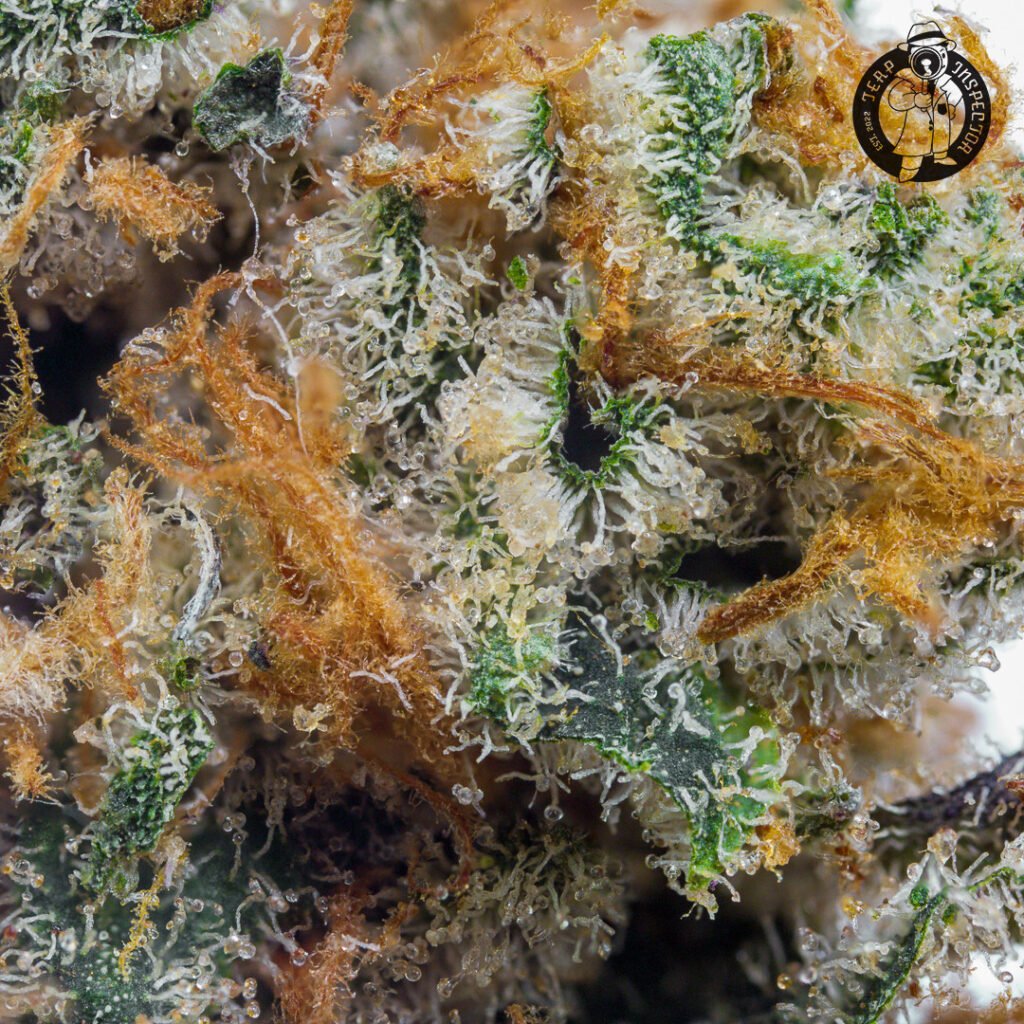 Cannabis Macro Photography Virginia