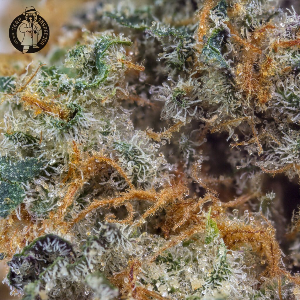 Cannabis Macro Photography Virginia