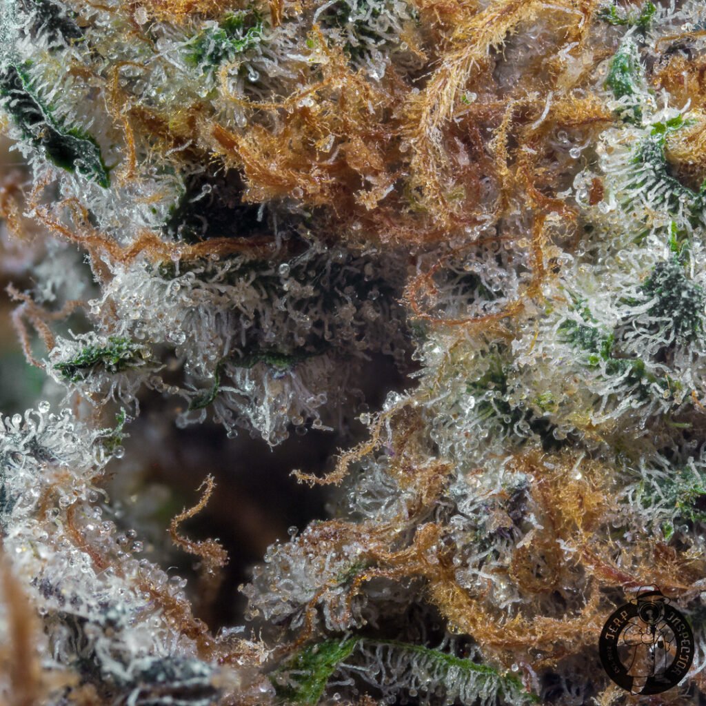 Cannabis Macro Photography Virginia