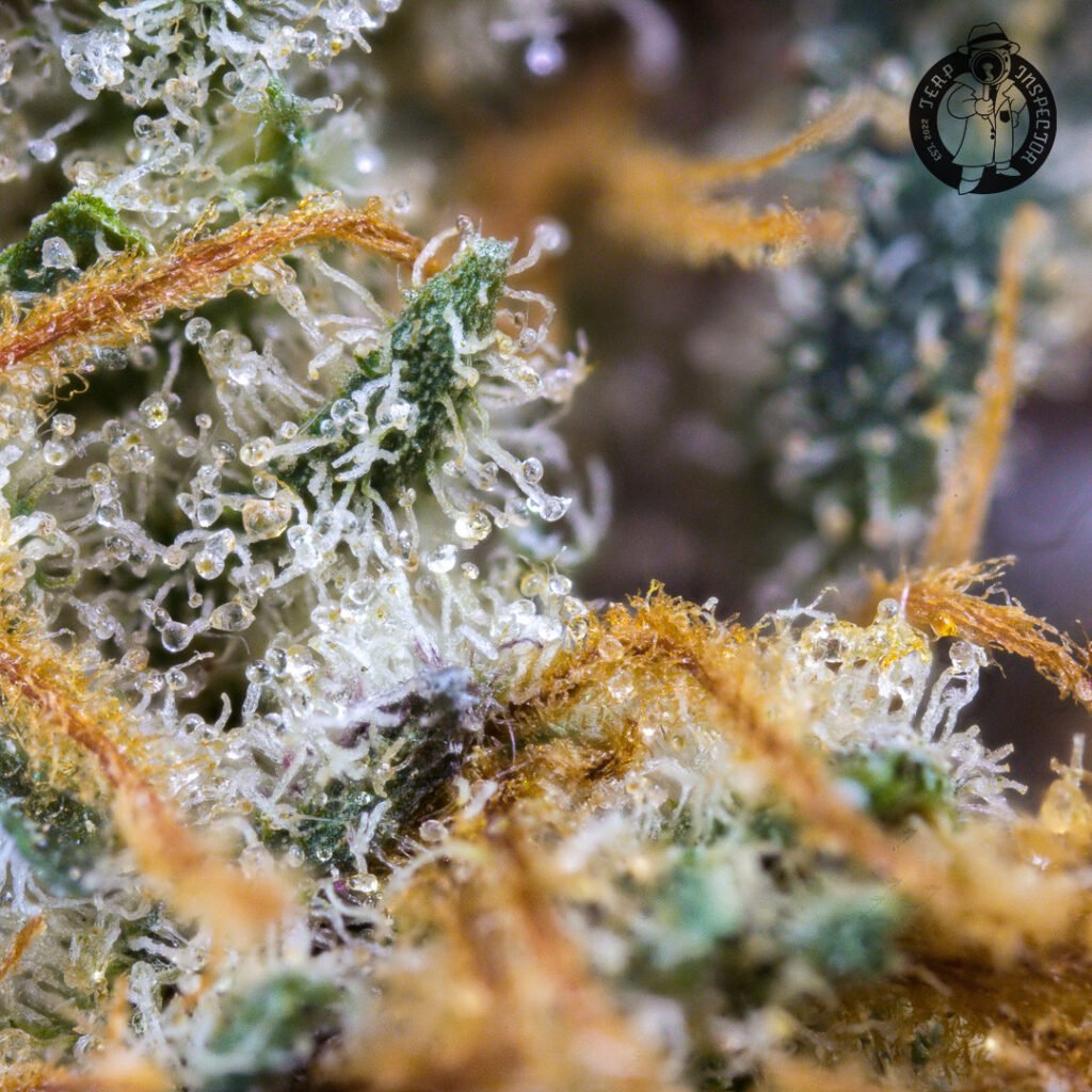 Cannabis Macro Photography Virginia