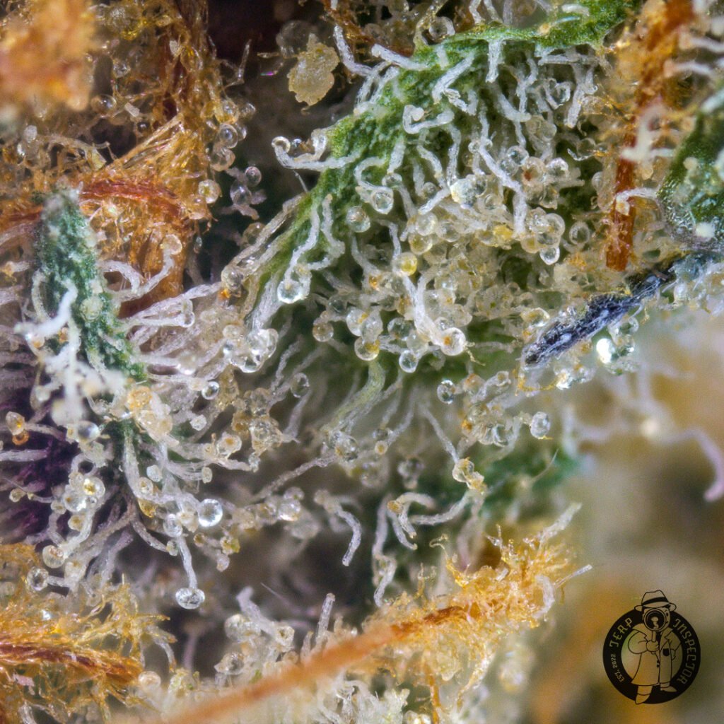 Macro Cannabis Photography Virginia