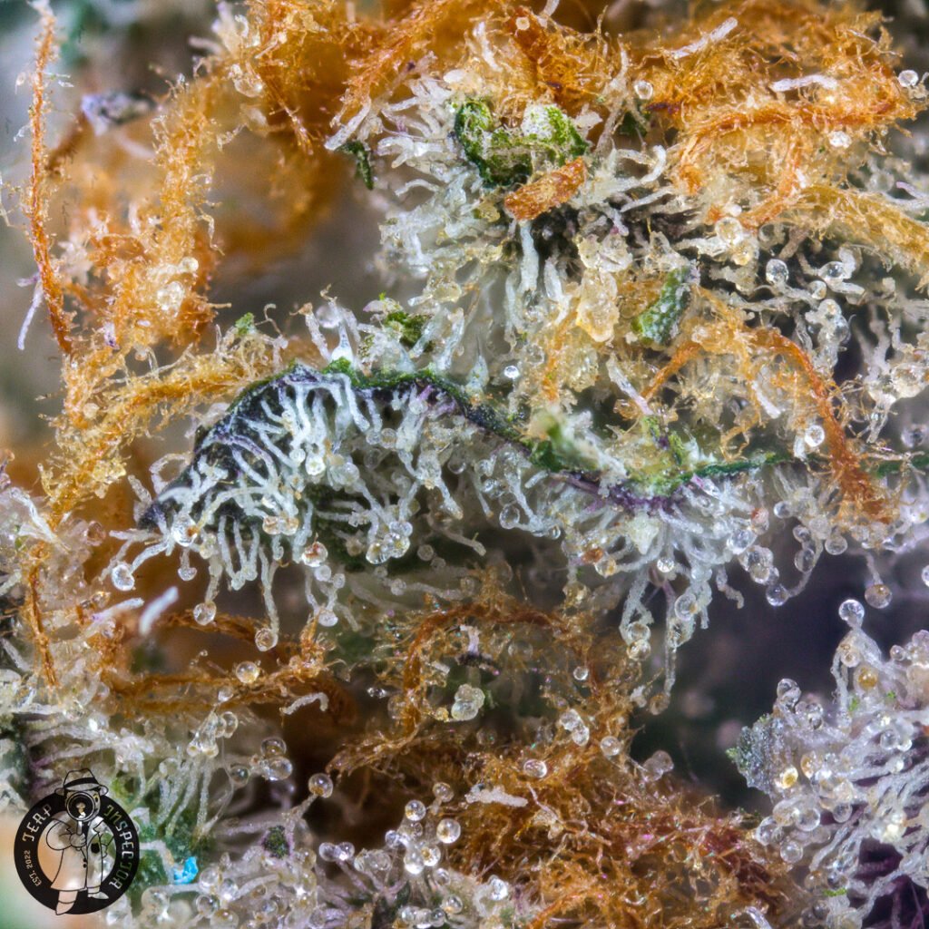 Macro Cannabis Photography Virginia