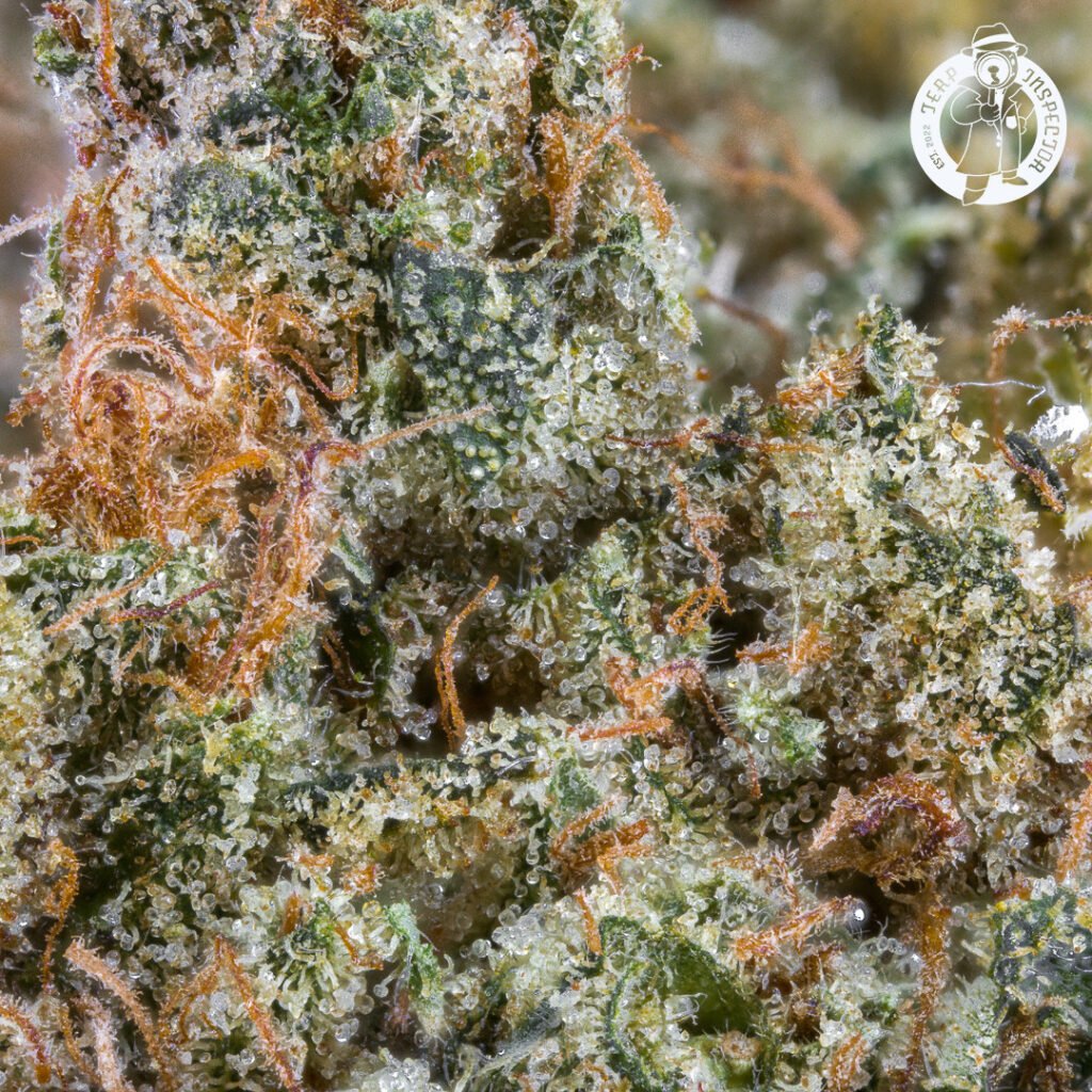 Cannabis Macro Photography Virginia