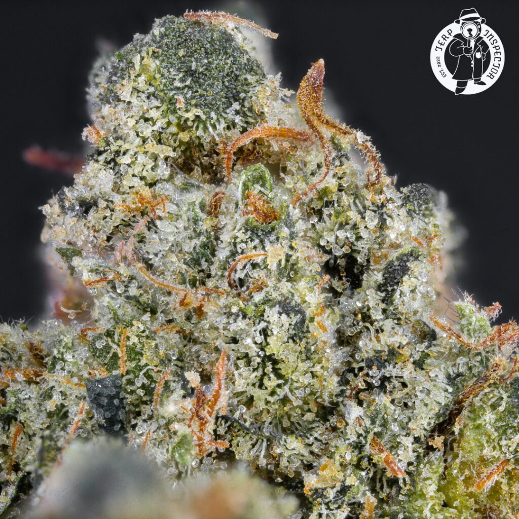 Cannabis Macro Photography Virginia