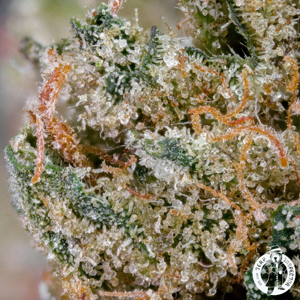 Cannabis Macro Photography Virginia