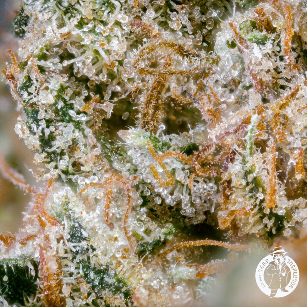 Cannabis Macro Photography Virginia