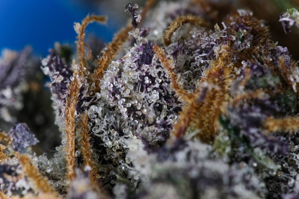 Cannabis Macro Photography Virginia
