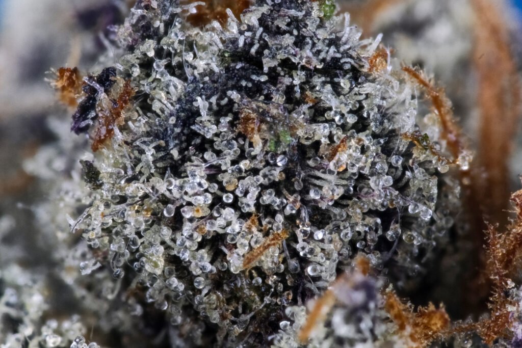 Cannabis Macro Photography Virginia