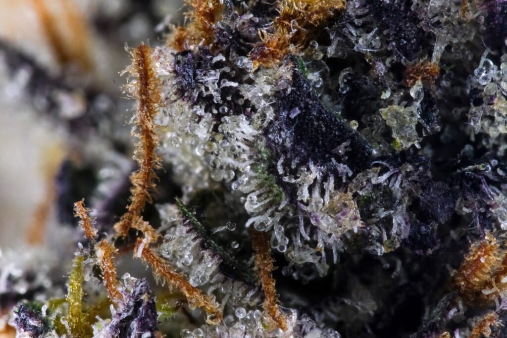 Cannabis Macro Photography Virginia