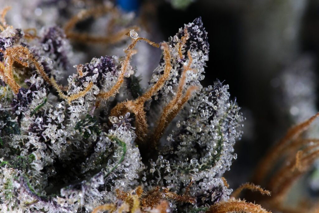 Macro Cannabis Photography Virginia