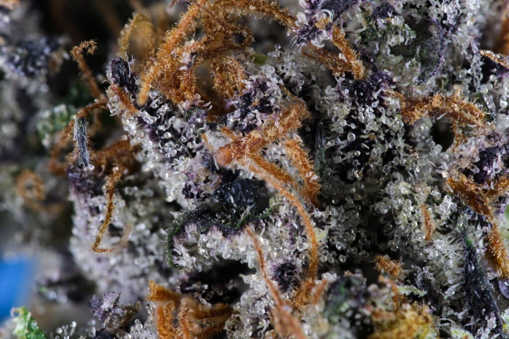 Cannabis Macro Photography Virginia