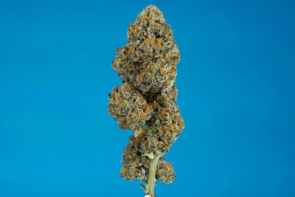 Macro Cannabis Photography Virginia