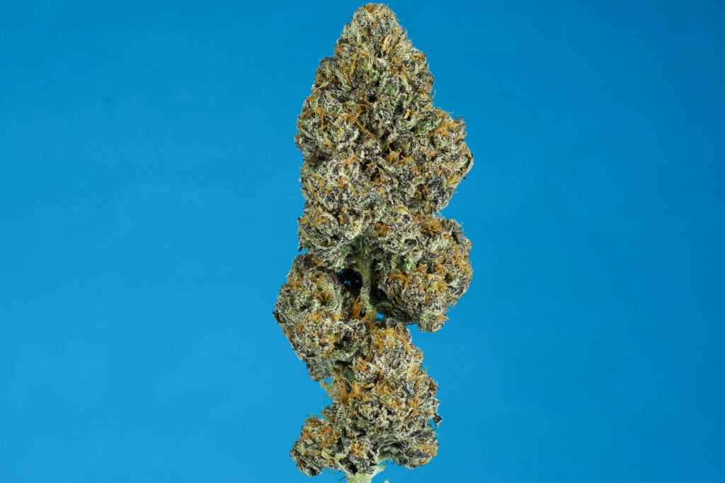 Cannabis Macro Photography Virginia