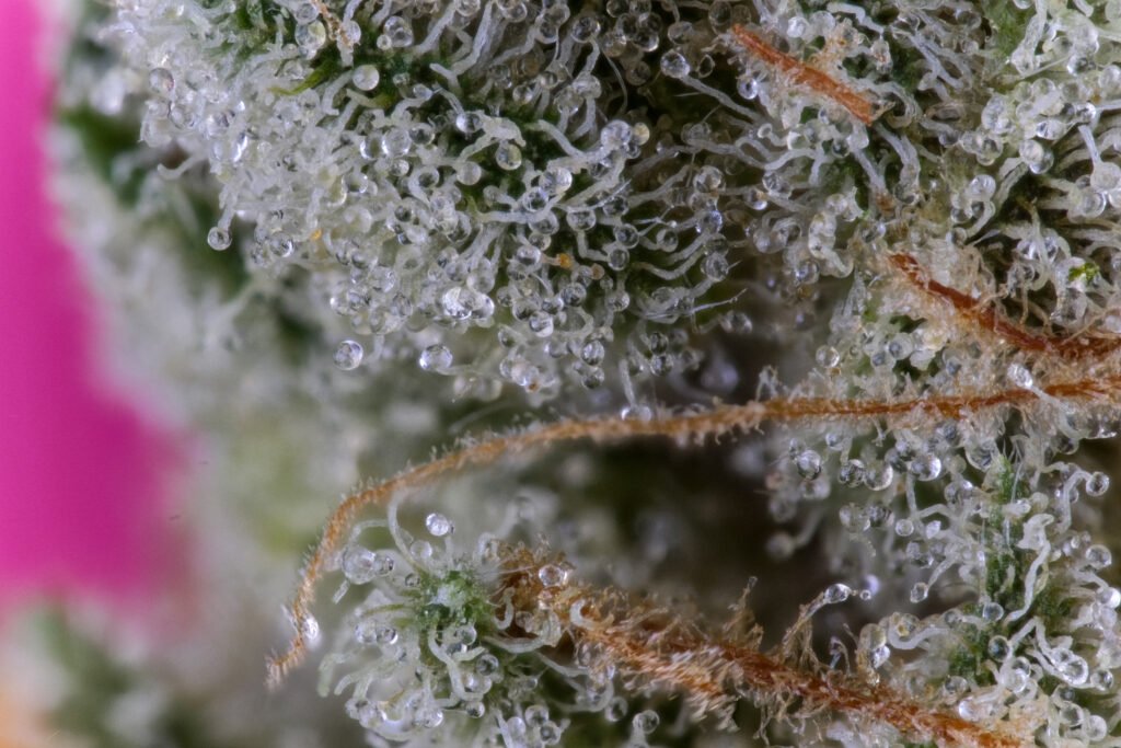 Macro Cannabis Photography Virginia