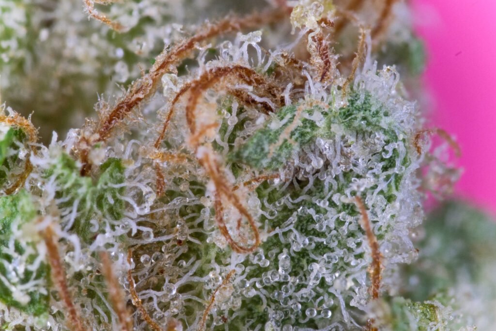 Macro Cannabis Photography Virginia