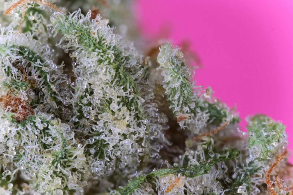 Cannabis Macro Photography Virginia