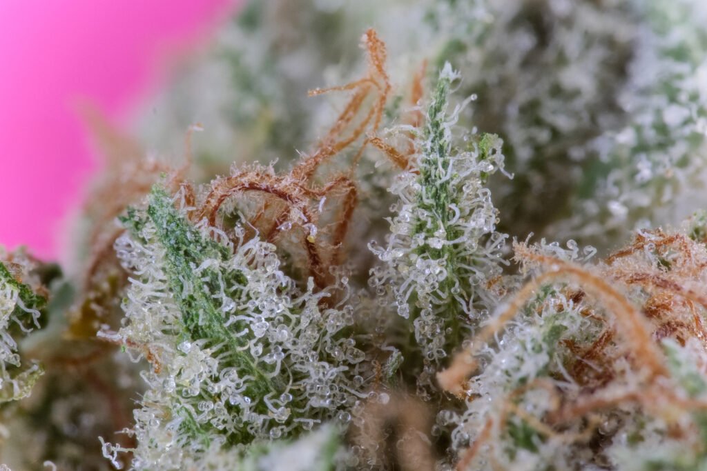 Cannabis Macro Photography Virginia