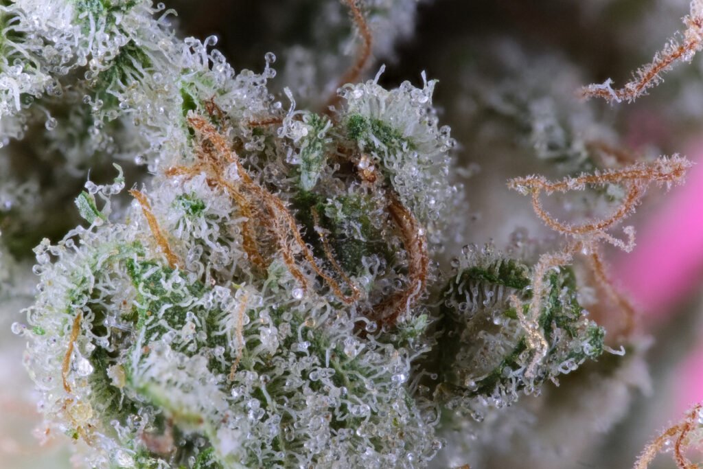 Cannabis Macro Photography Virginia