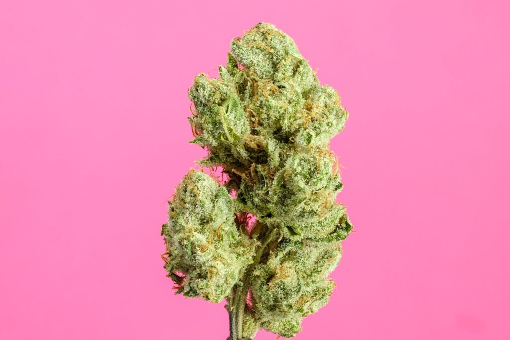 Cannabis Macro Photography Virginia