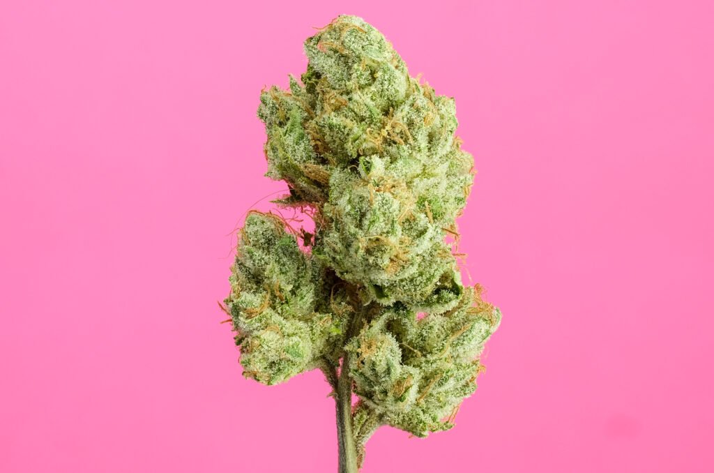 Cannabis Macro Photography Virginia