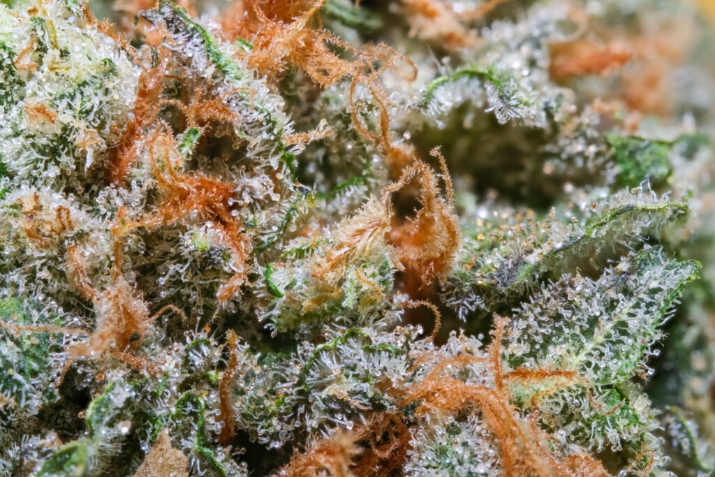 Cannabis Macro Photography