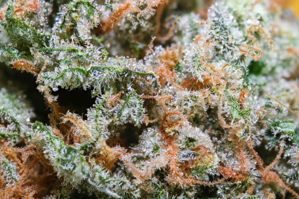 Cannabis Macro Photography