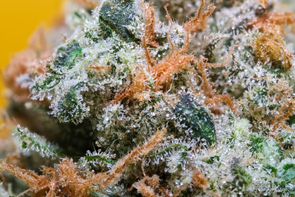 Cannabis Macro Photography