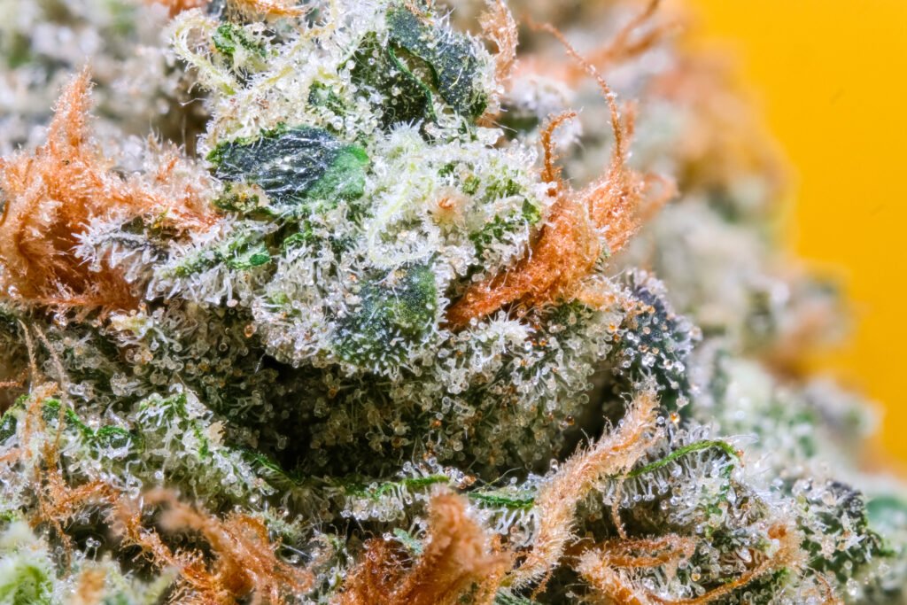 Cannabis Macro Photography