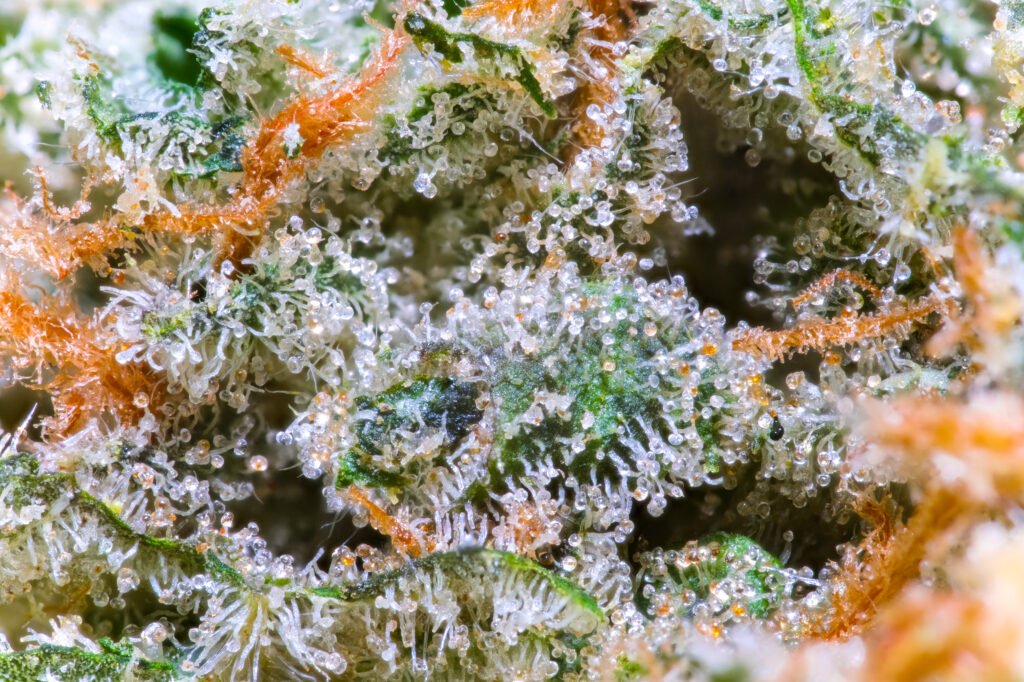 Cannabis Macro Photography