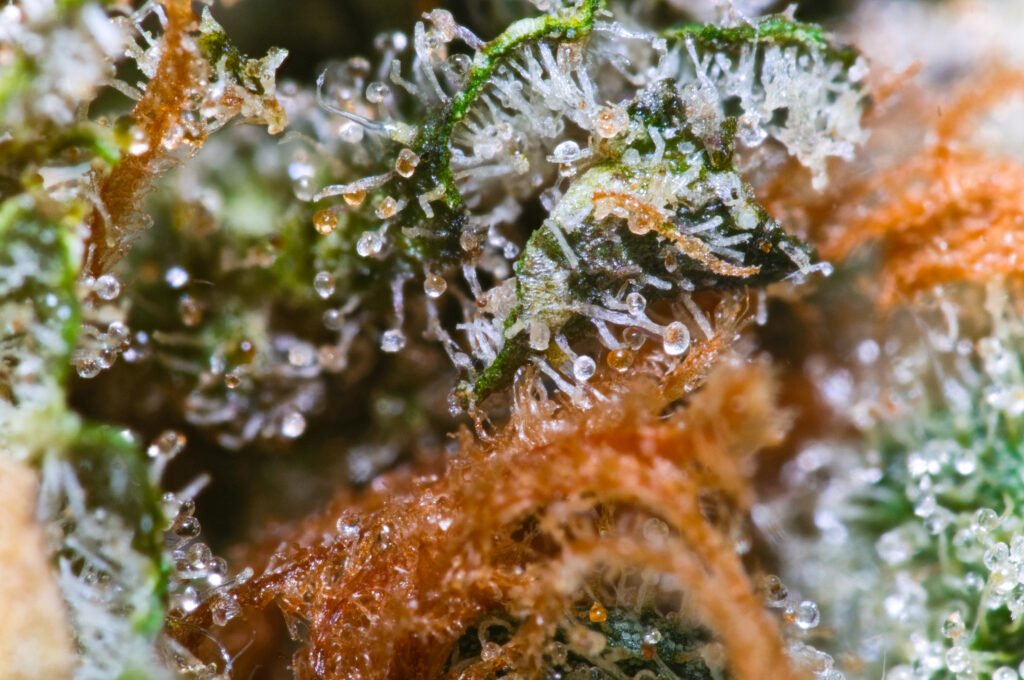 Cannabis Macro Photography