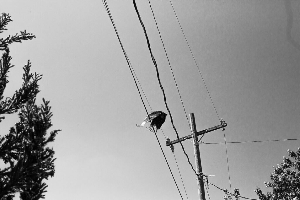 Nature Photography Richmond VA