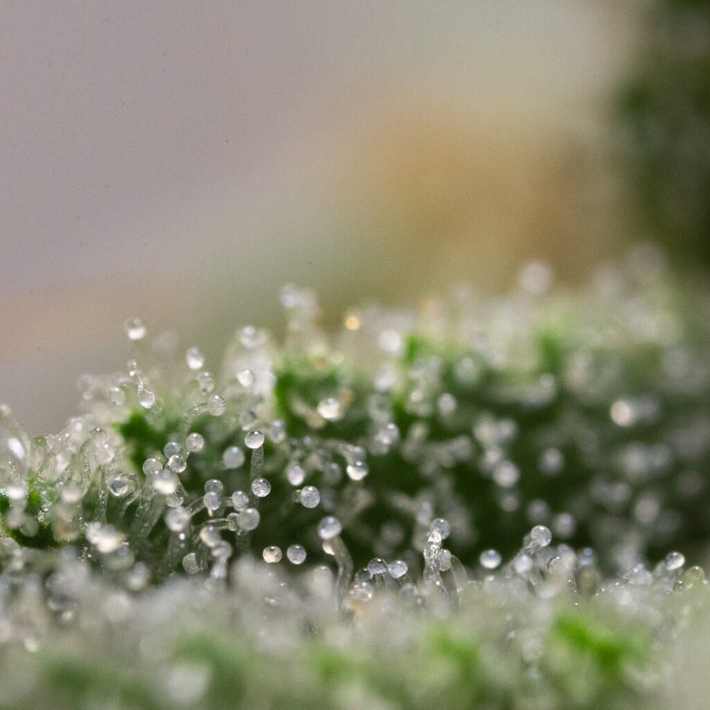 Cannabis Macro Photography Virginia